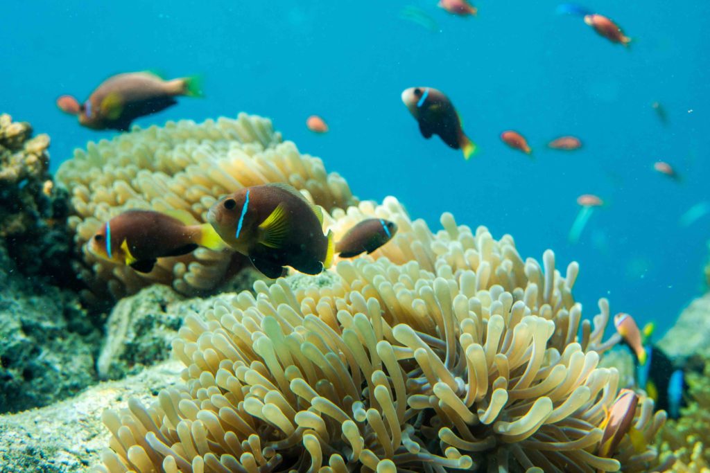house reef image of fish and coral