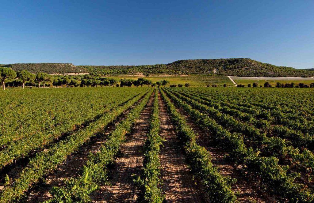Discover The Ribera del Duero Wine Region