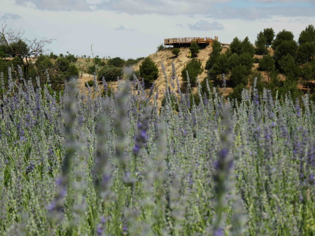 Lavender field outside the city of Valladolid