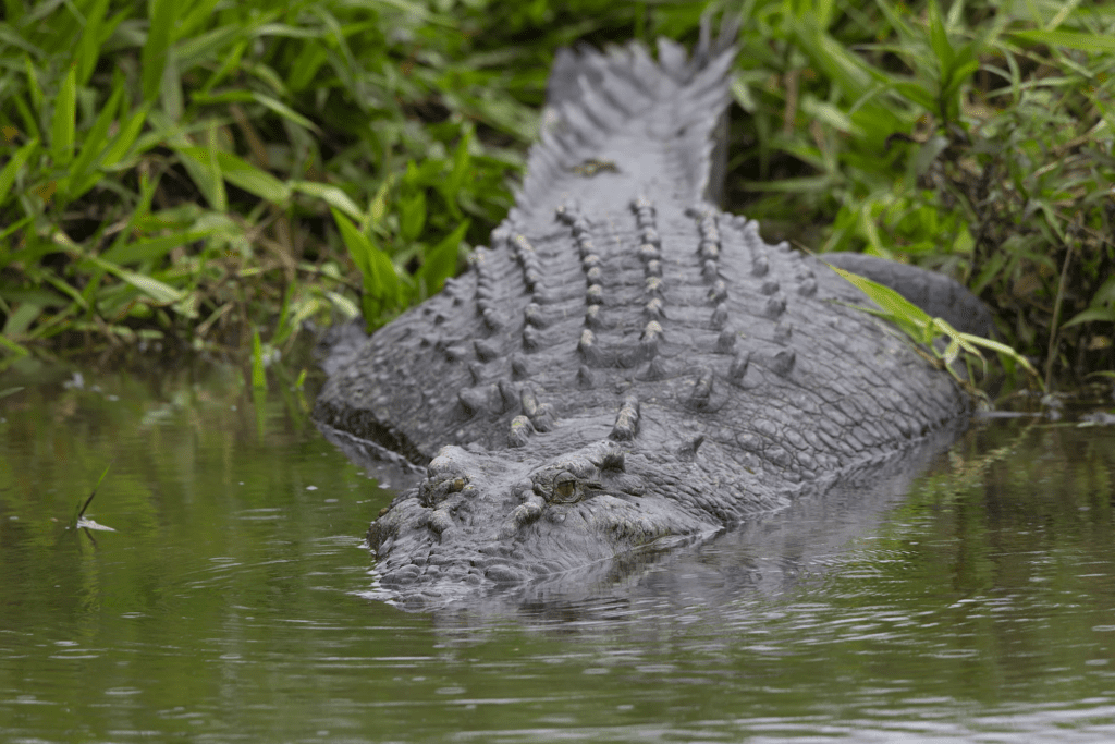 Daintree river crocodile