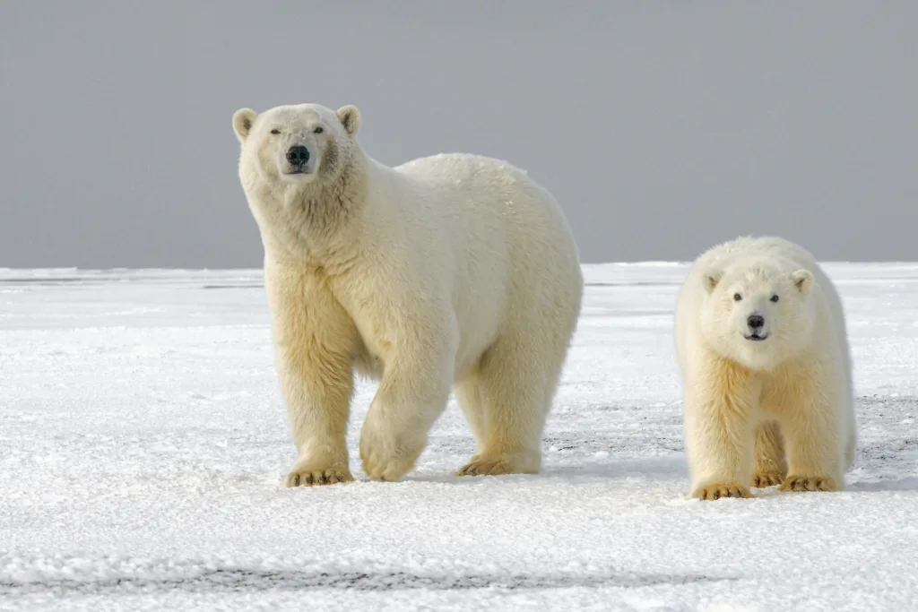 Polar bear mother and child, northern Alaska
