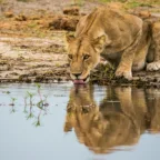Thirsty lioness with reflection